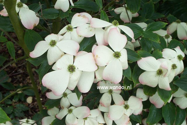 Cornus 'Rutgan' (STELLAR PINK)