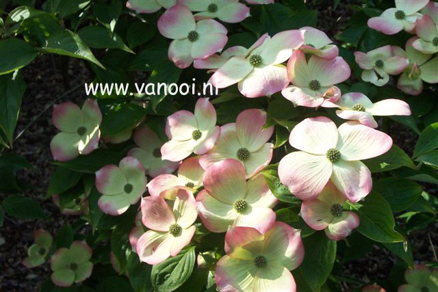 Cornus 'Rutgan' (STELLAR PINK)