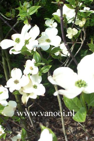 Cornus florida 'White Cloud'