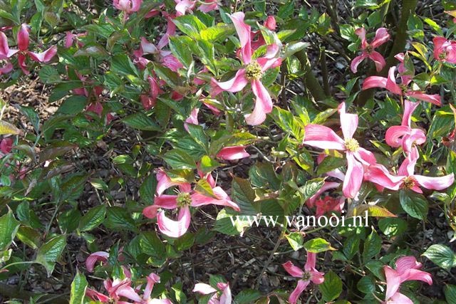 Cornus florida 'Purple Glory'