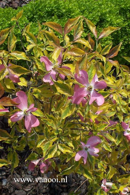 Cornus florida 'Sunset' (CHEROKEE SUNSET)