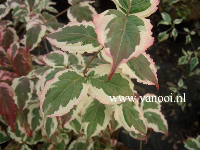 Cornus kousa 'Silver Pheasant'