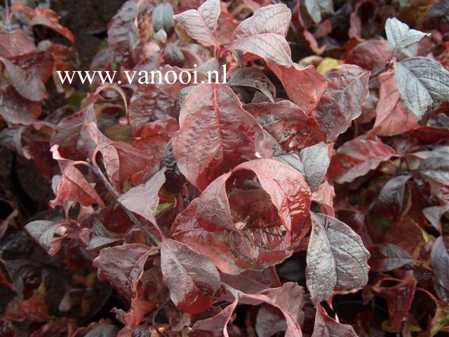 Cornus florida 'Purple Glory'