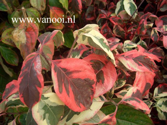 Cornus florida 'Pink Flame'