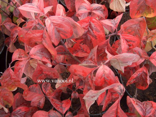 Cornus florida 'Sunset' (CHEROKEE SUNSET)