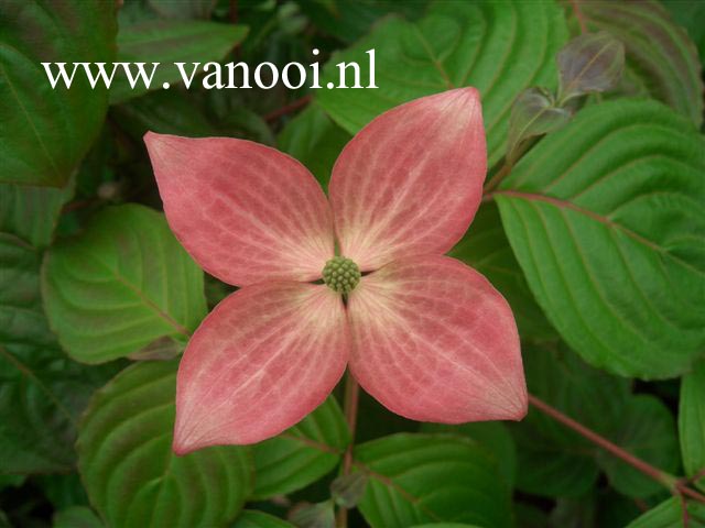 Cornus kousa 'Schmred' (HEART THROB)