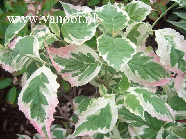 Cornus florida 'Welchii'