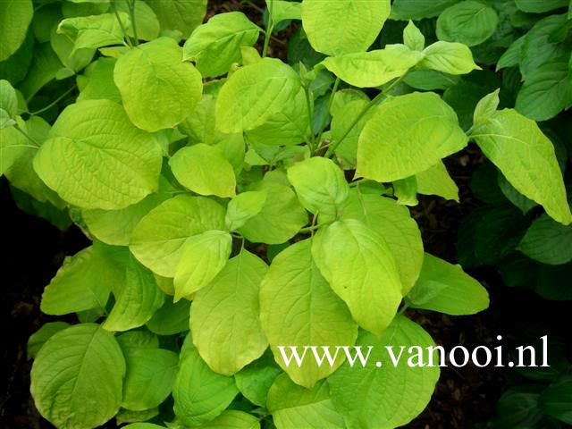 Cornus florida 'Daniela'