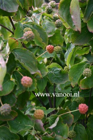 Cornus kousa 'Kreuzdame'