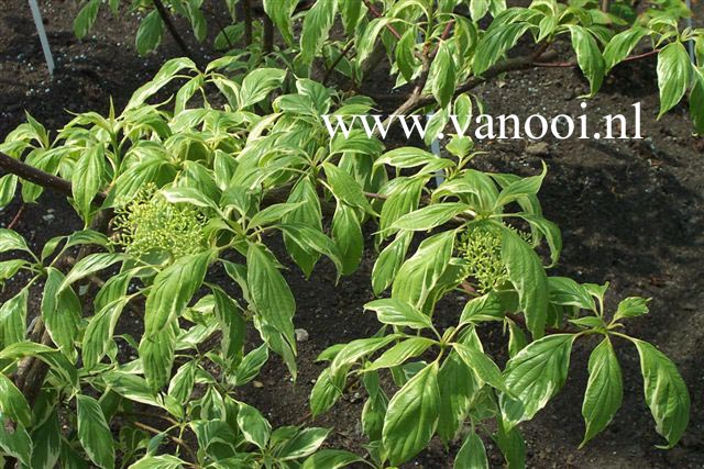 Cornus controversa 'Marginata Nord'