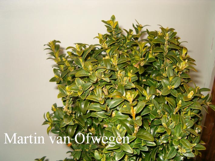 Buxus sempervirens 'Inglis'