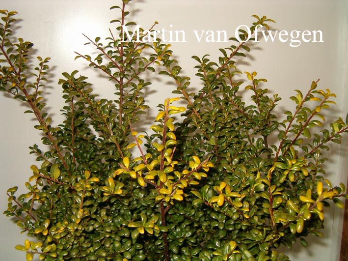 Ilex crenata 'Twiggy'