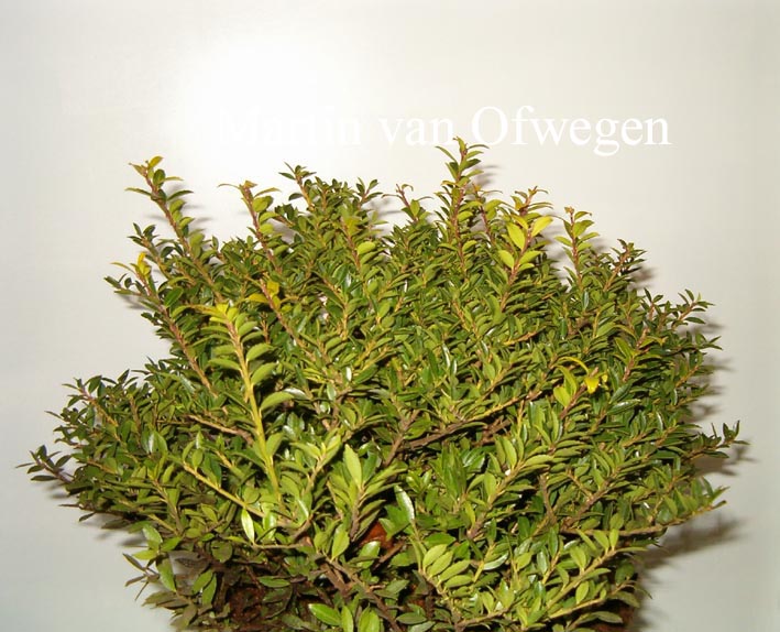 Ilex yunnanensis