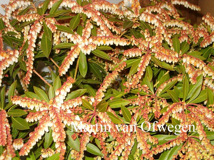 Pieris japonica 'Snowdrift'