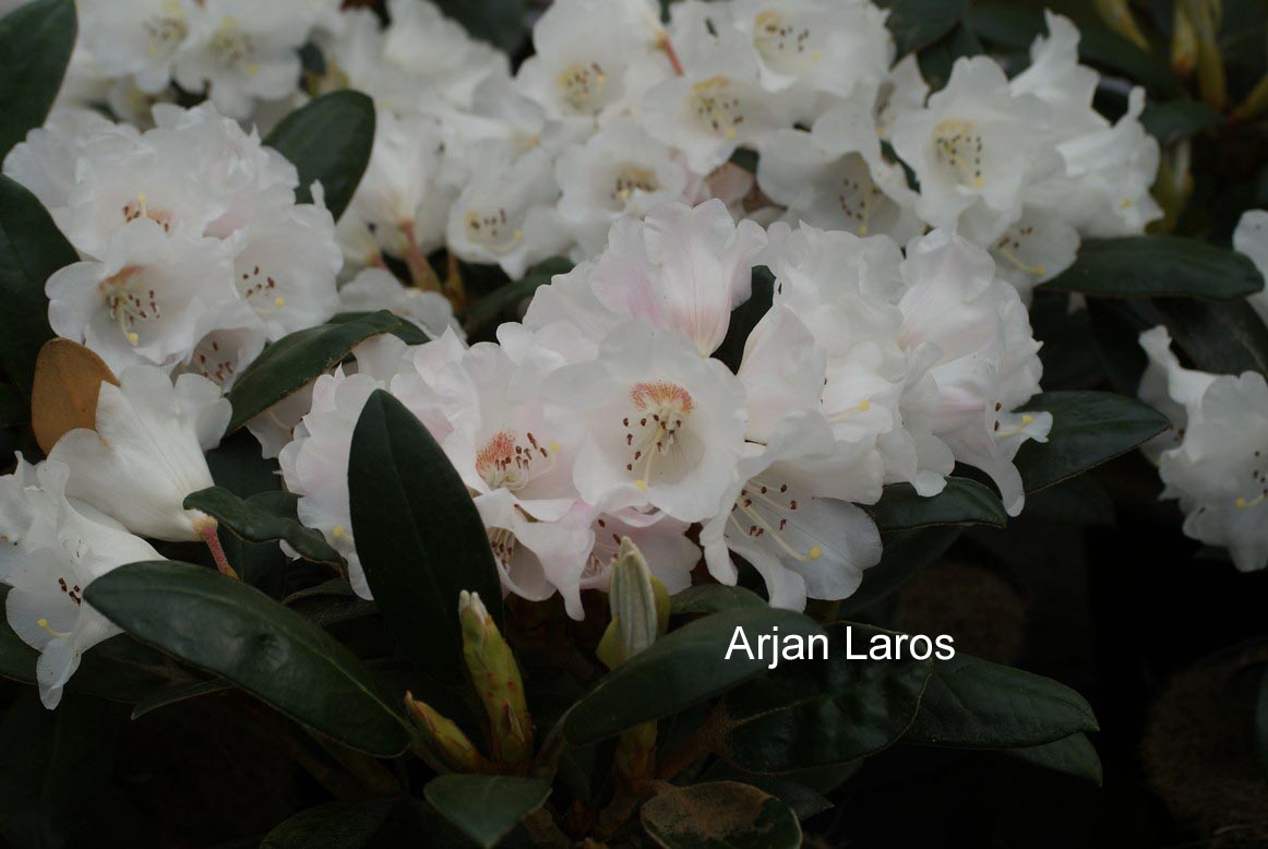 Rhododendron 'Hydon Velvet'