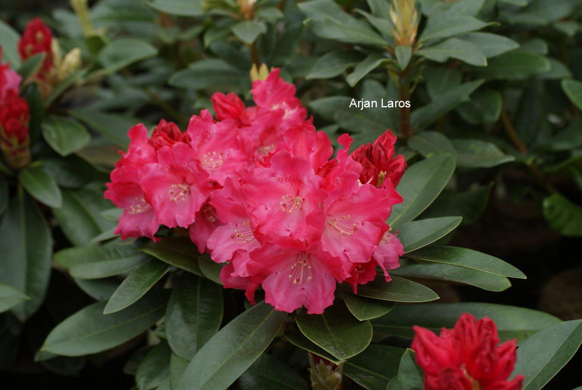 Rhododendron 'Morgenrot'