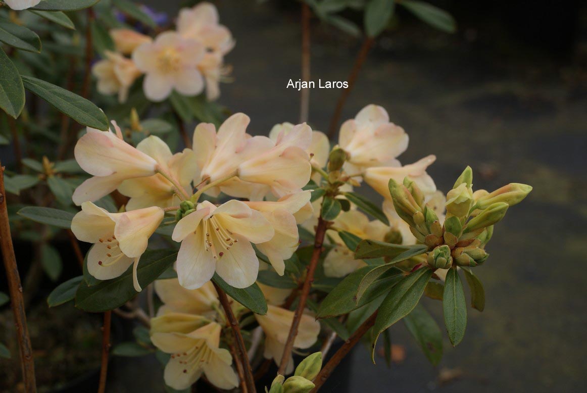 Rhododendron 'Mondschein'