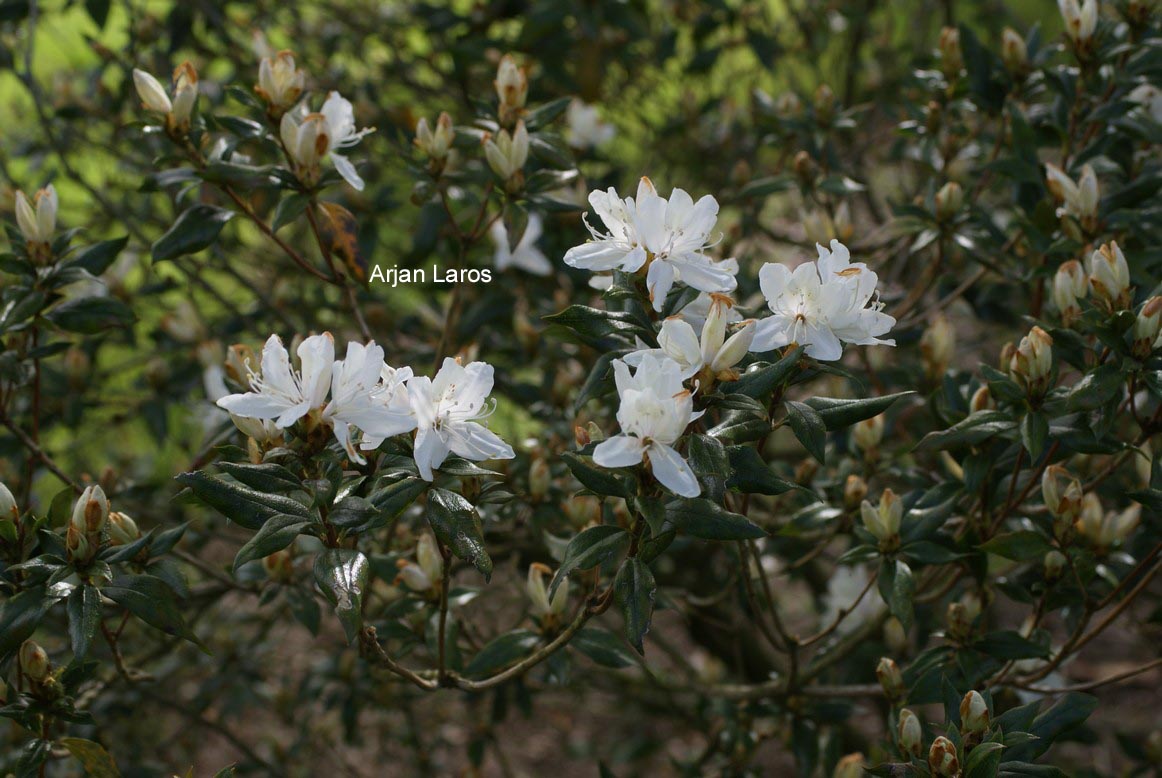 Rhododendron tashiroi