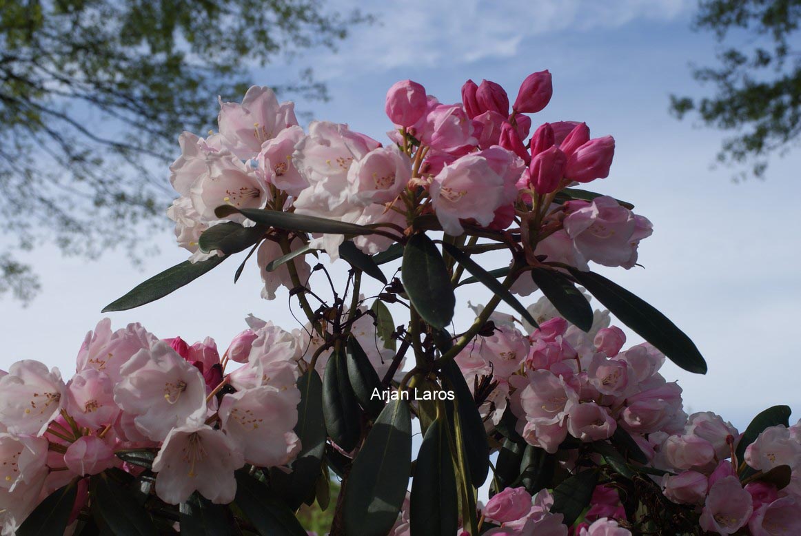 Rhododendron 'Seven Stars'