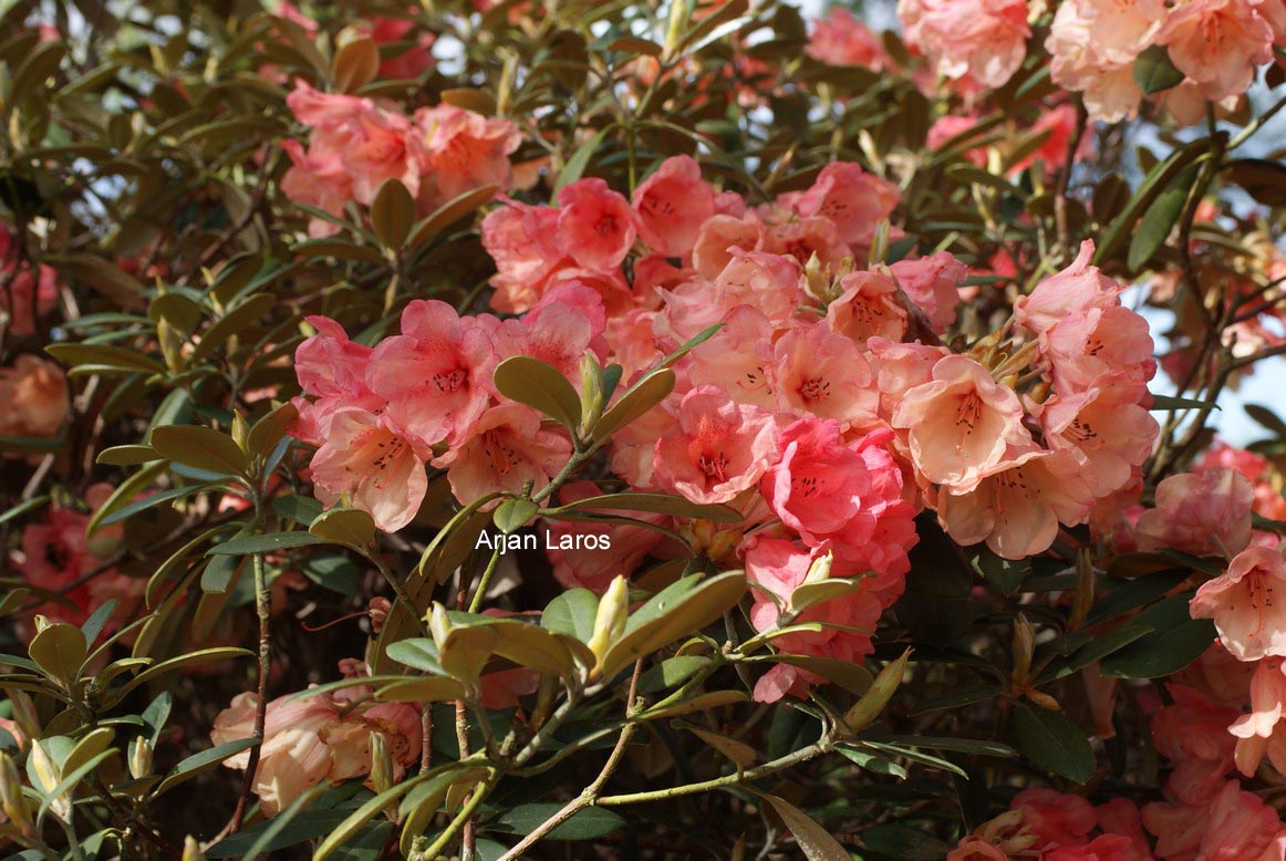 Rhododendron 'Shrimp Girl'