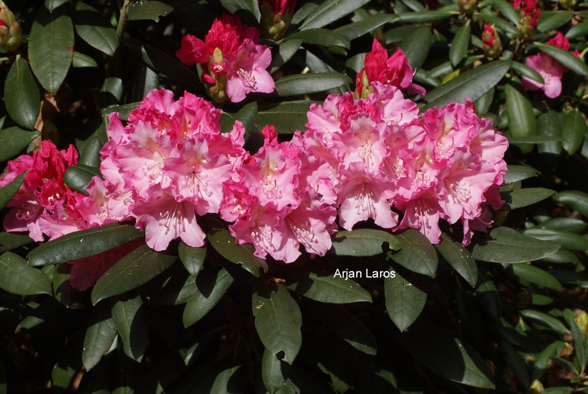 Rhododendron 'Morgenrot'