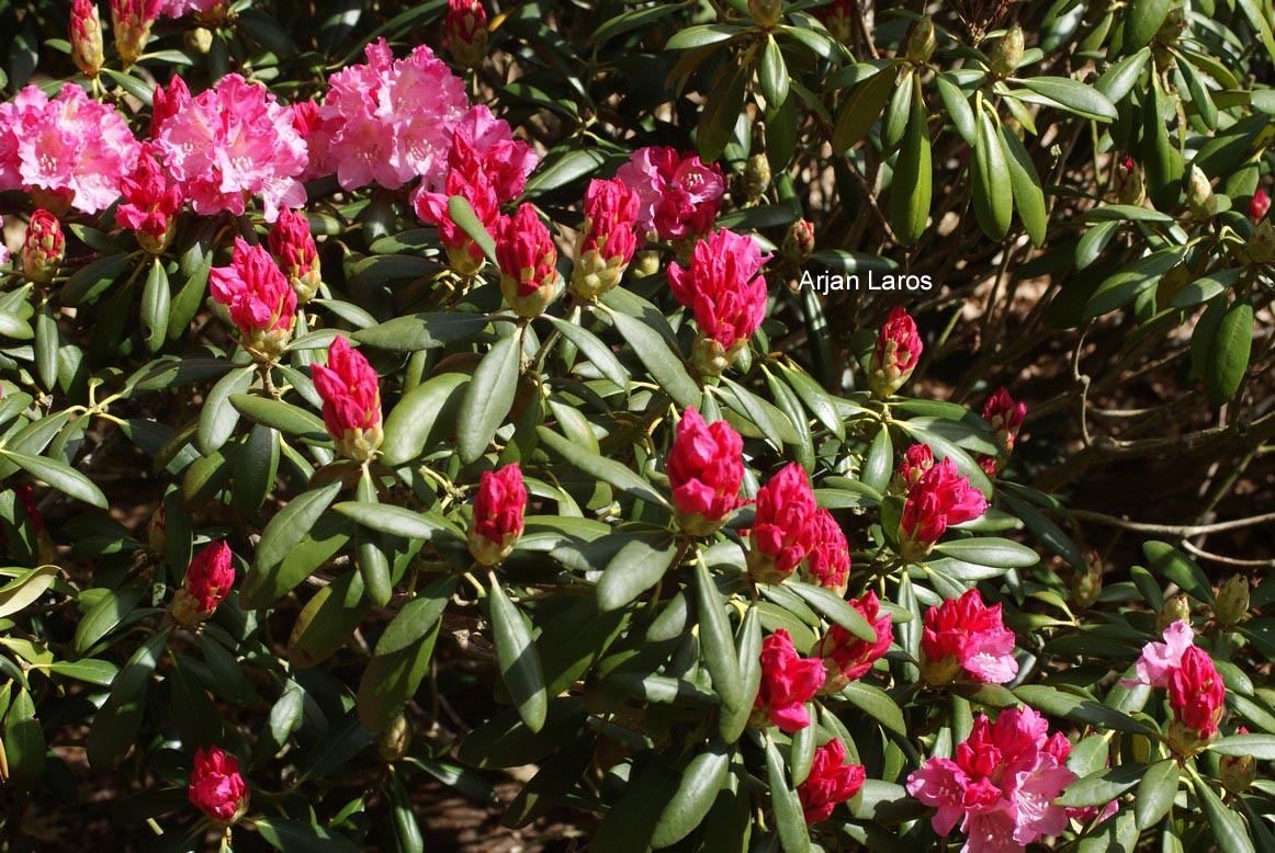 Rhododendron 'Morgenrot'