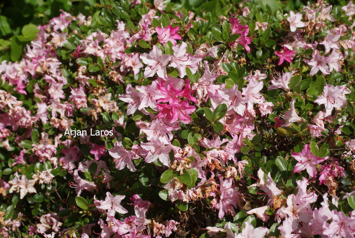 Azalea 'Kome kulshan'