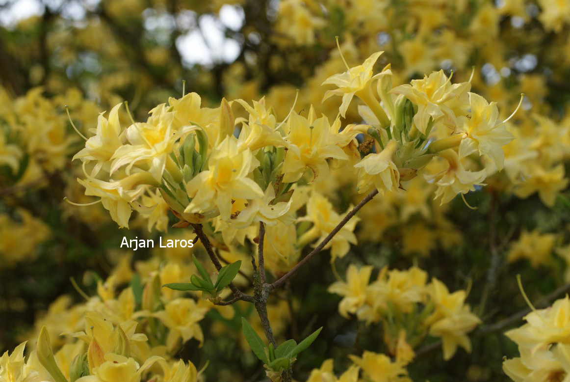 Azalea 'Narcissiflora'