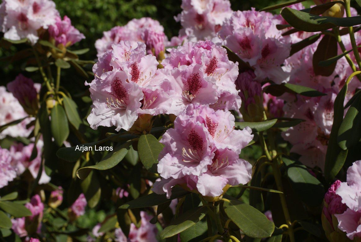 Rhododendron 'Lamentosa'