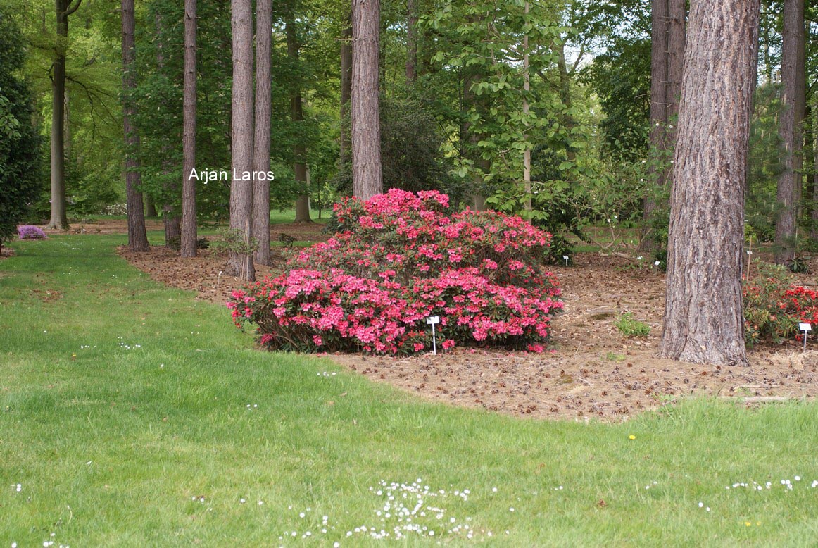 Rhododendron 'Winsome'