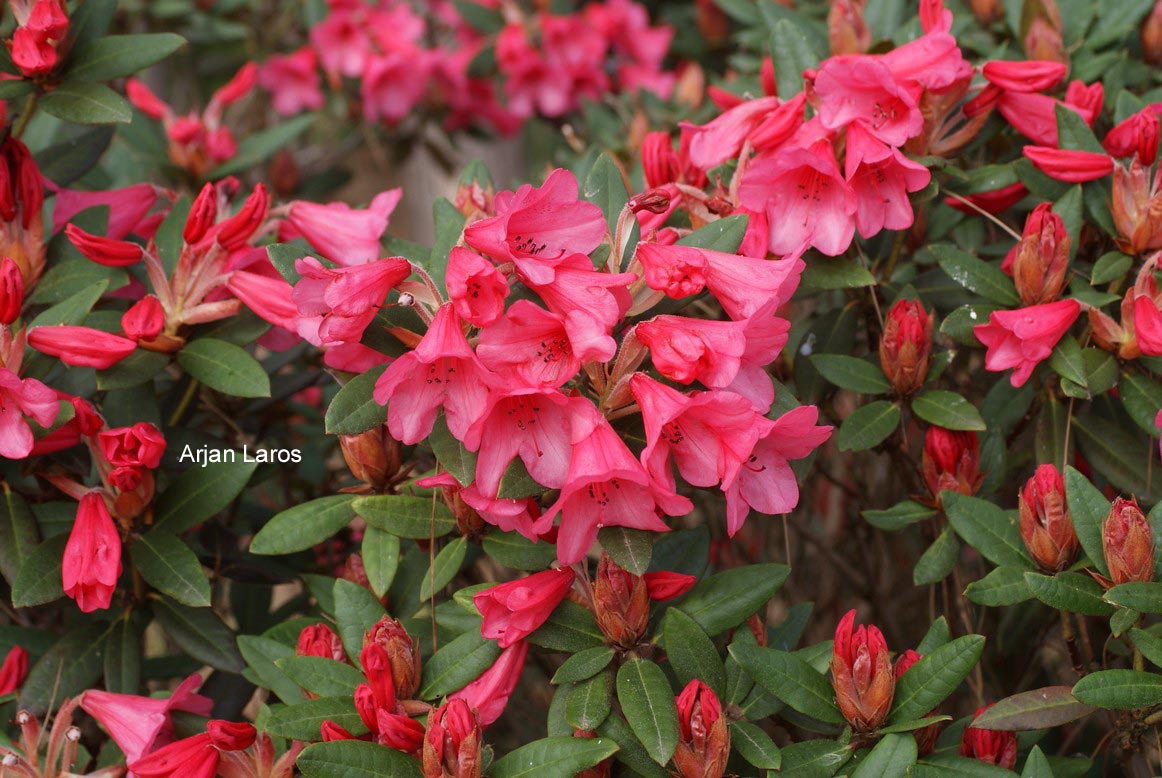 Rhododendron 'Winsome'