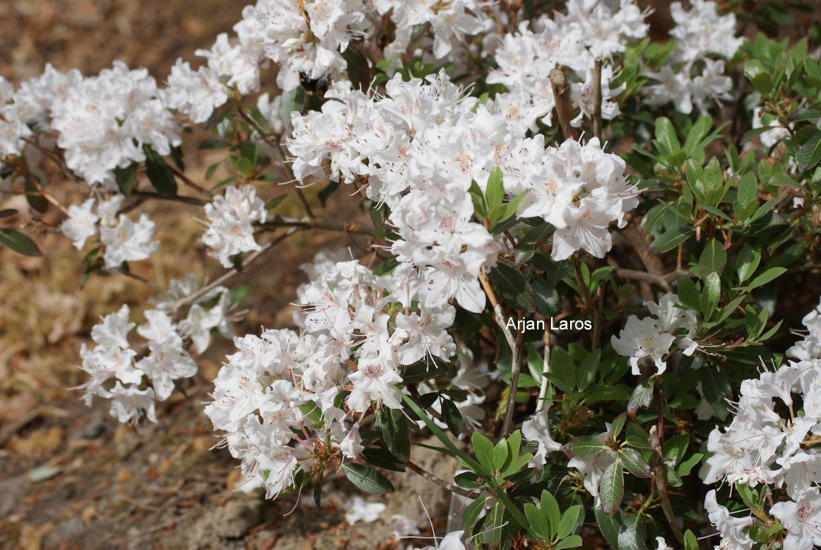 Rhododendron rigidum