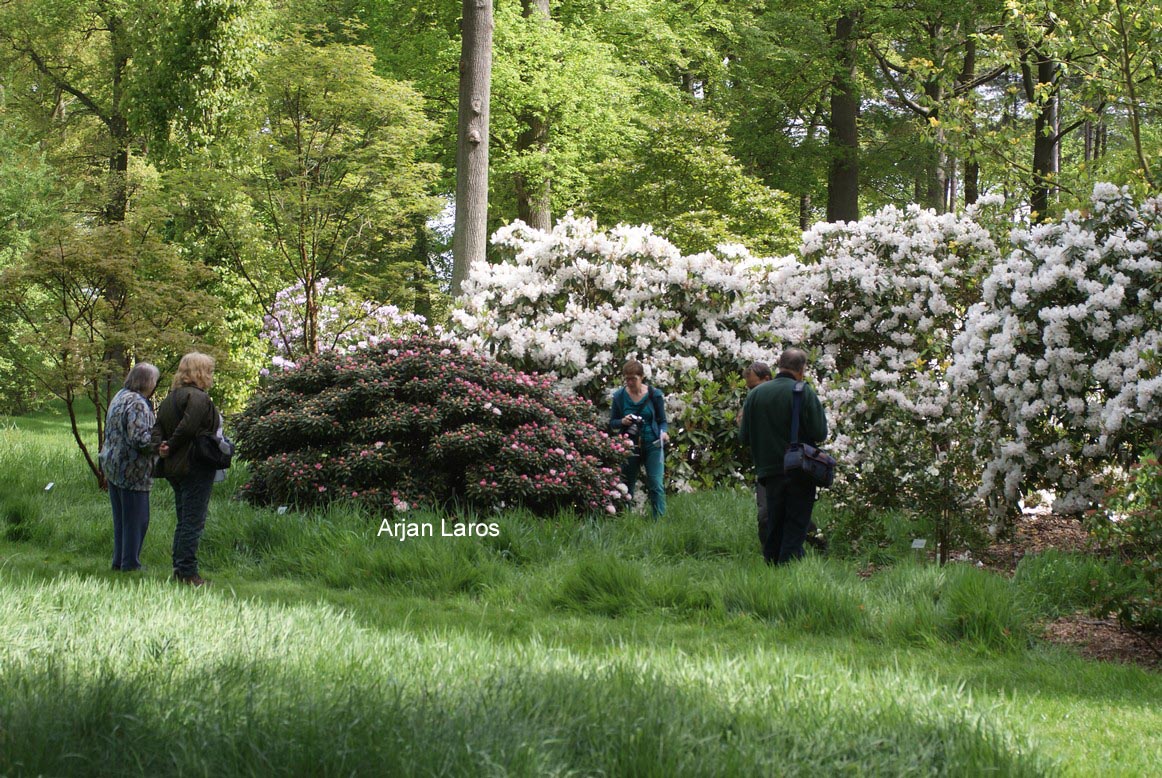 Rhododendron yakushimanum