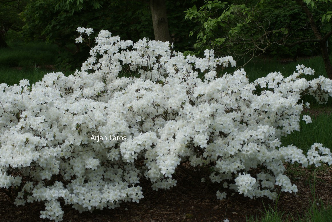 Azalea 'Schneeglanz'