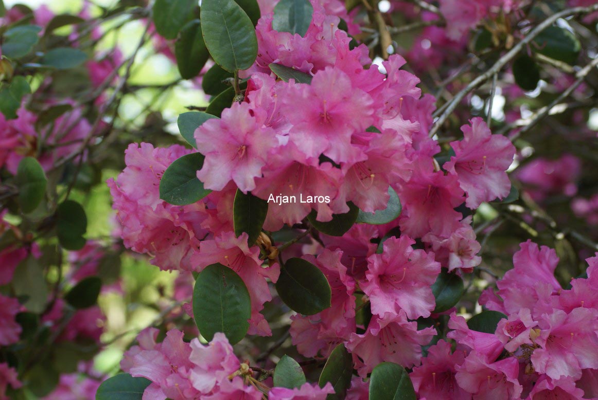 Rhododendron 'Stockholm'