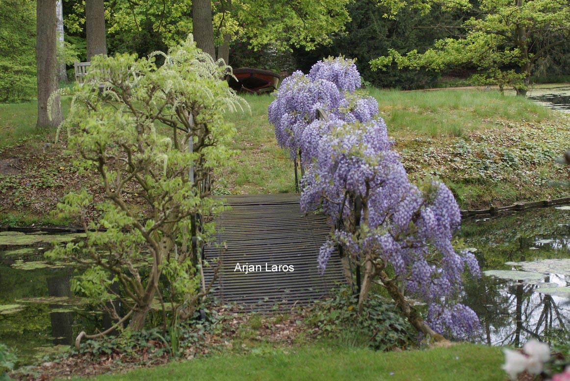 Wisteria floribunda