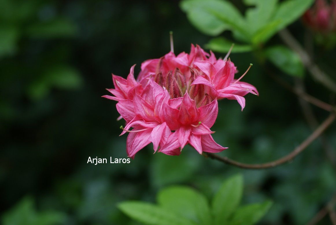 Azalea 'Homebush'