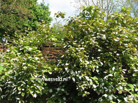 Actinidia kolomikta