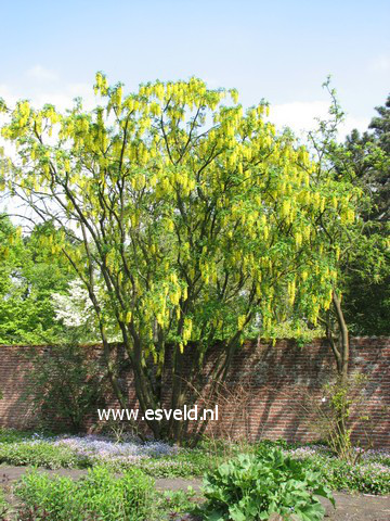 Laburnum watereri 'Vossii'