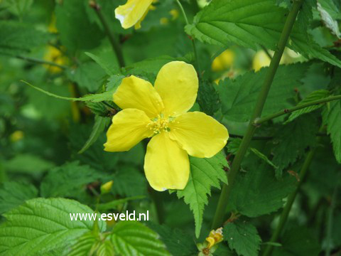 Kerria japonica