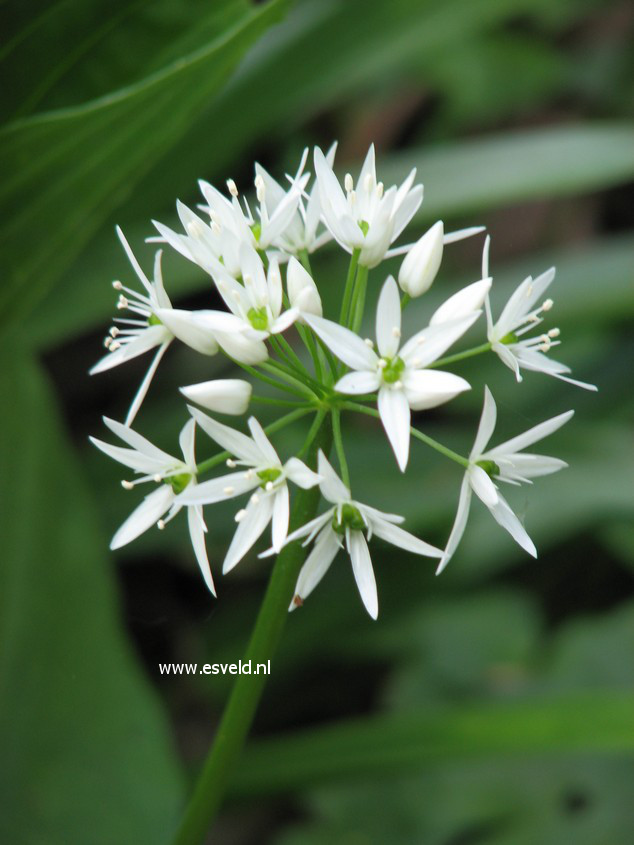 Allium ursinum