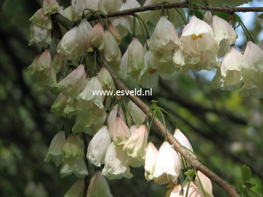 Halesia monticola