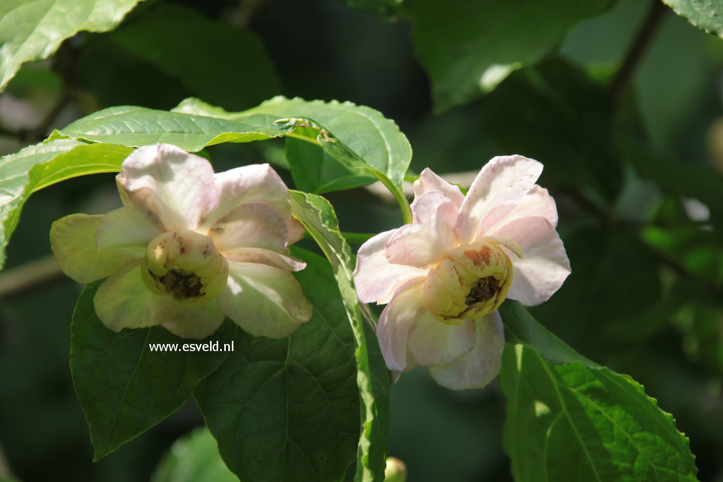 Calycanthus chinensis