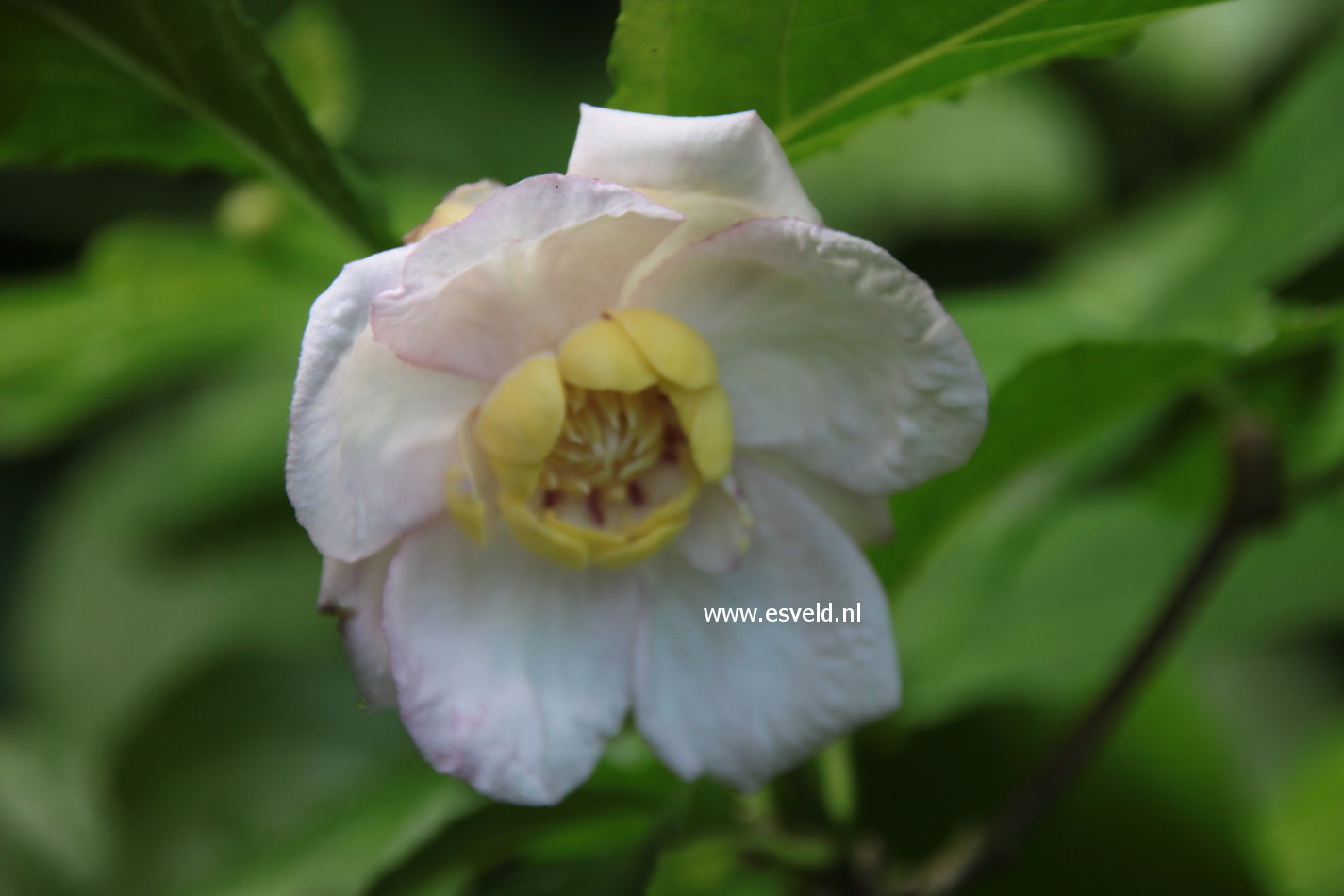 Calycanthus chinensis