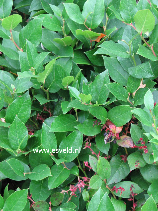 Gaultheria shallon