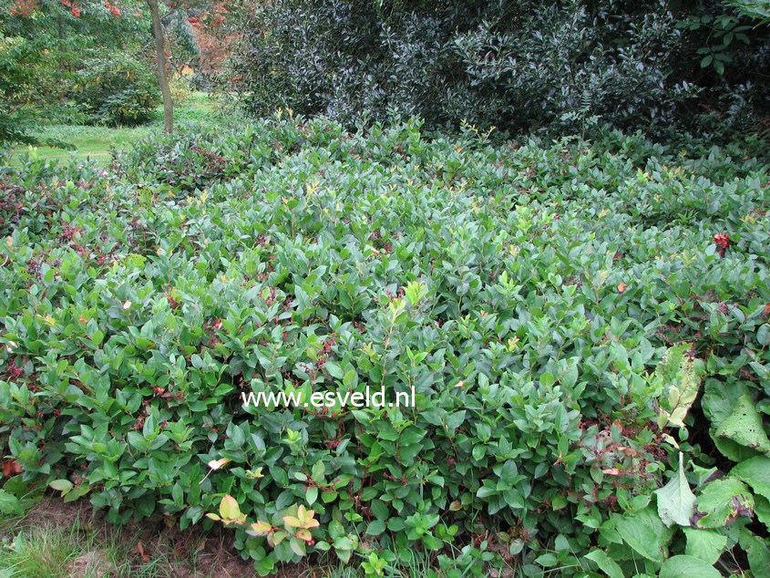 Gaultheria shallon