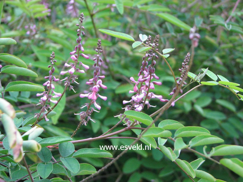 Indigofera amblyantha