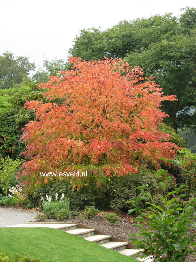 Cercidiphyllum japonicum