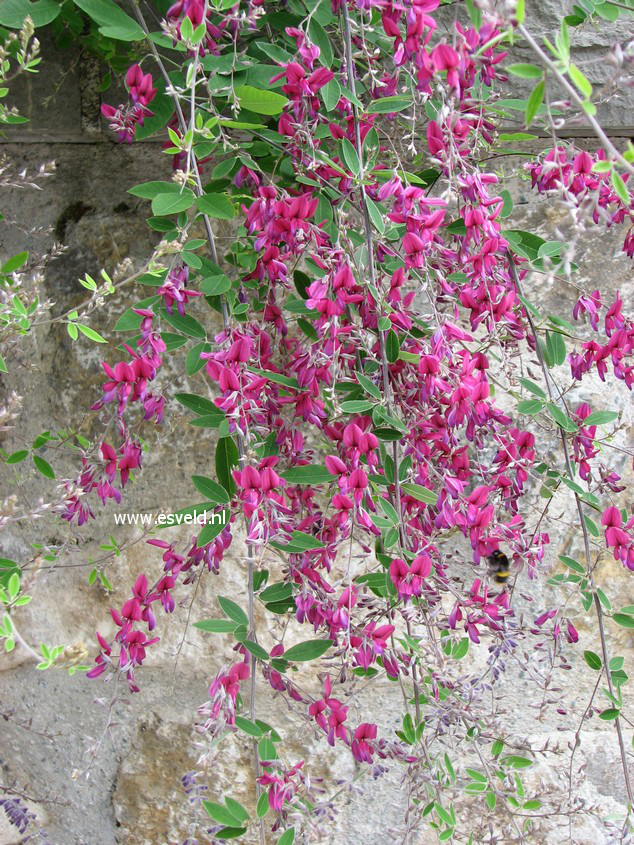 Lespedeza thunbergii