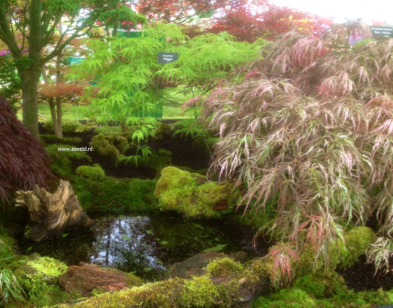 Acer palmatum 'Goshiki shidare'